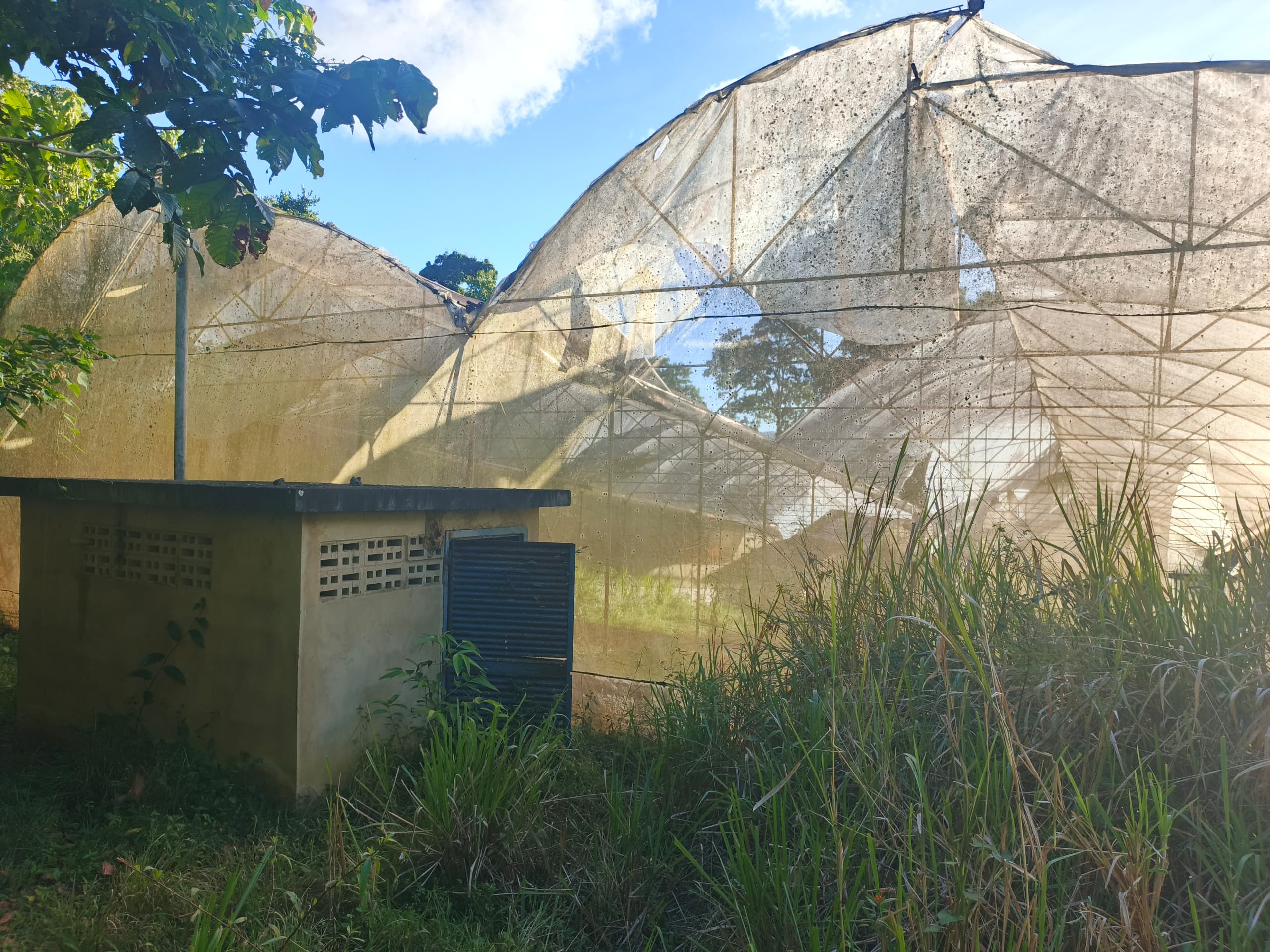 En Caripe, se vende hacienda 