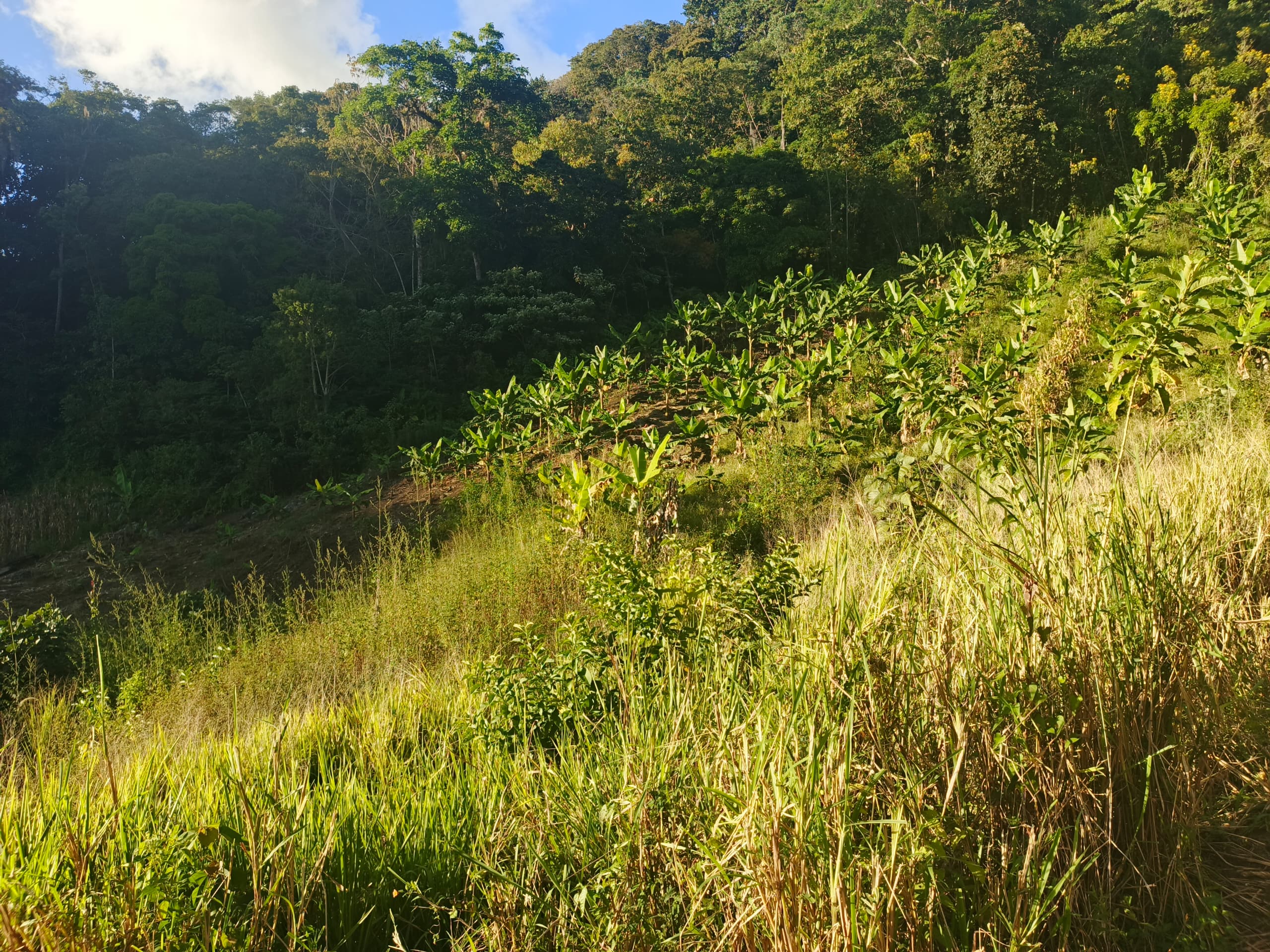 En Caripe, se vende hacienda 