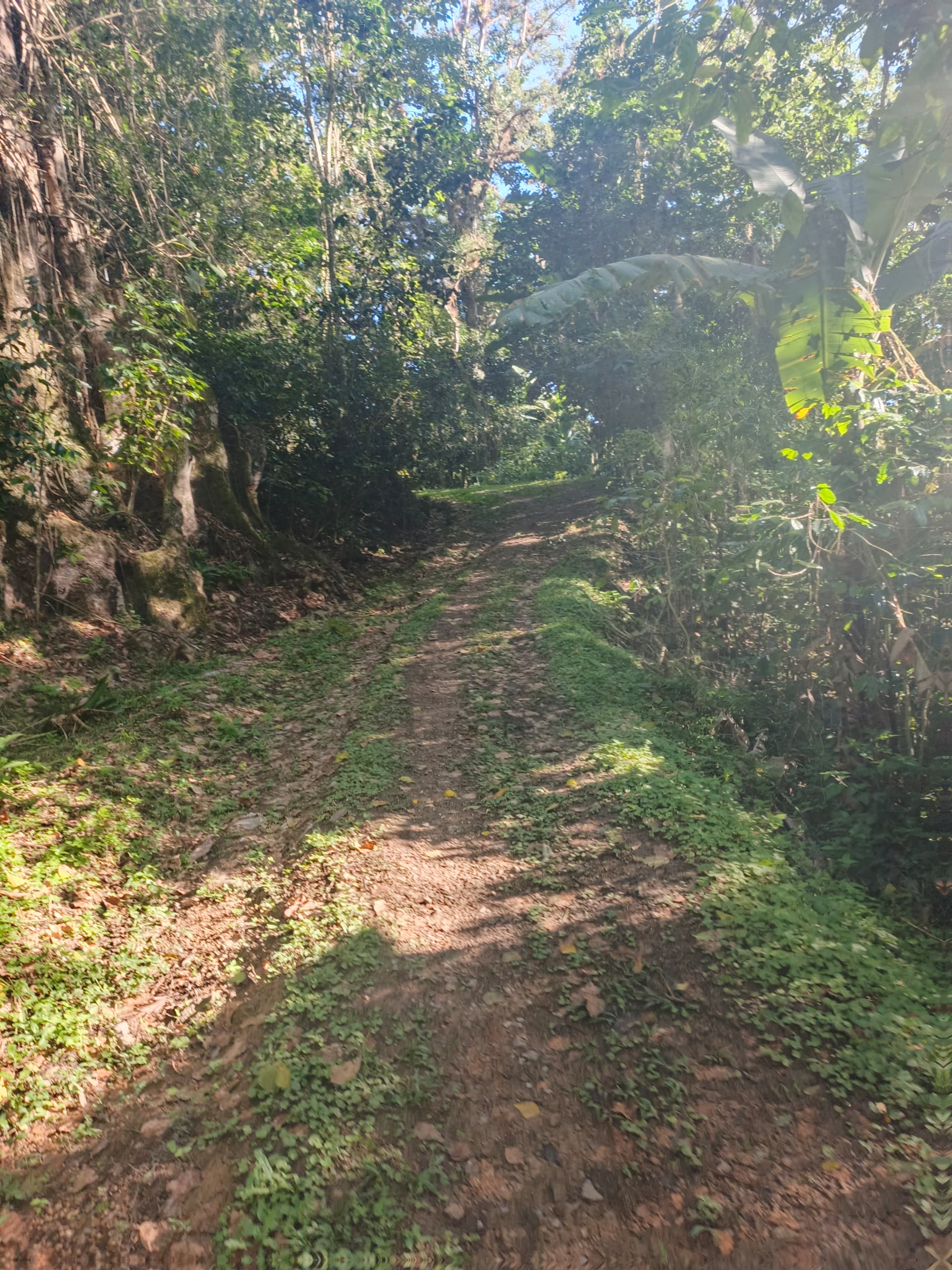En Caripe, se vende hacienda 
