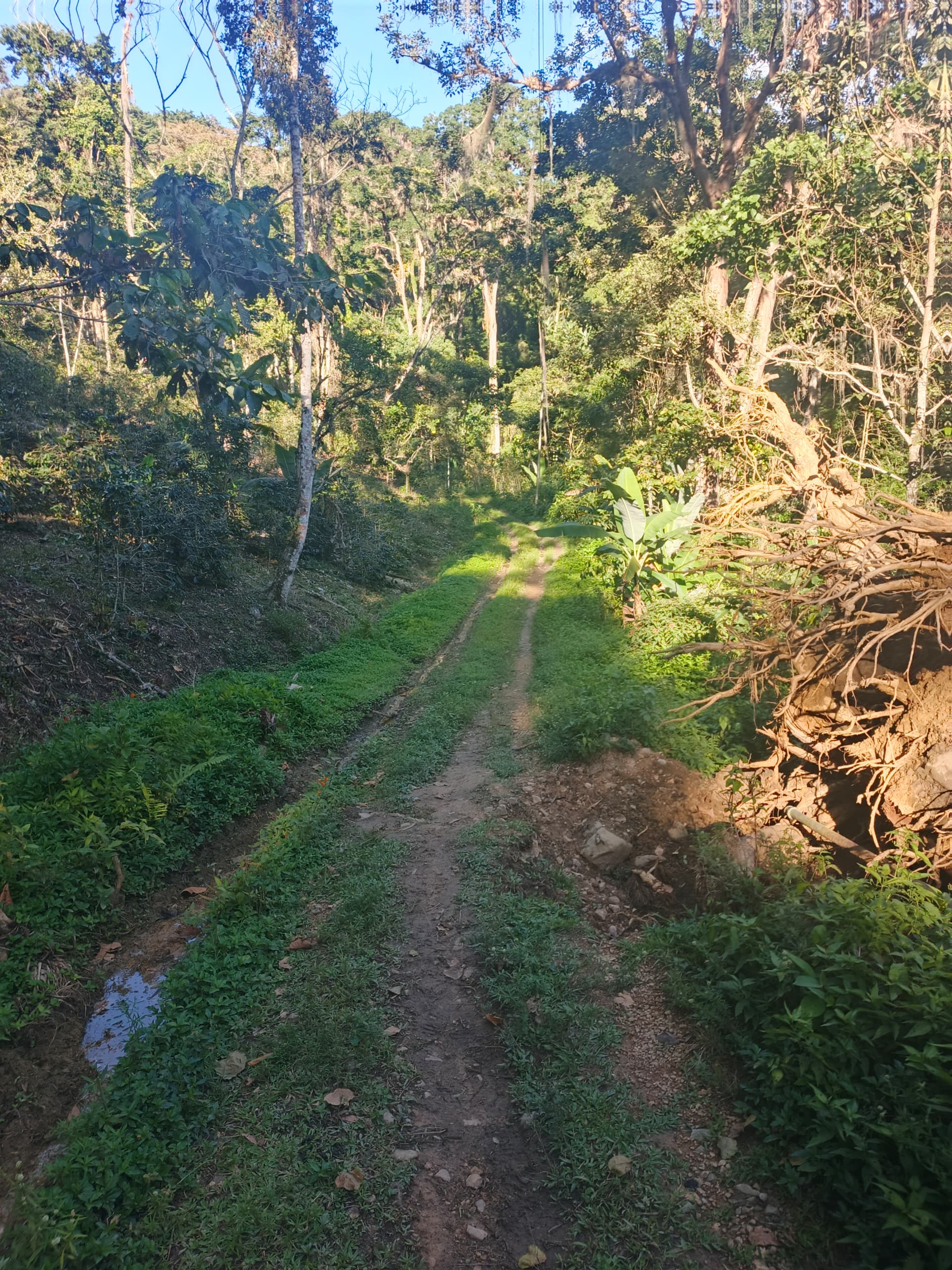 En Caripe, se vende hacienda 