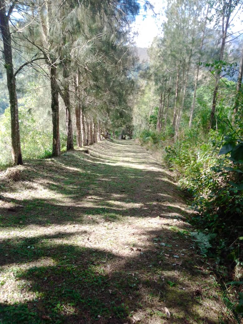Se vende en Caripe, finca en La Cuchilla