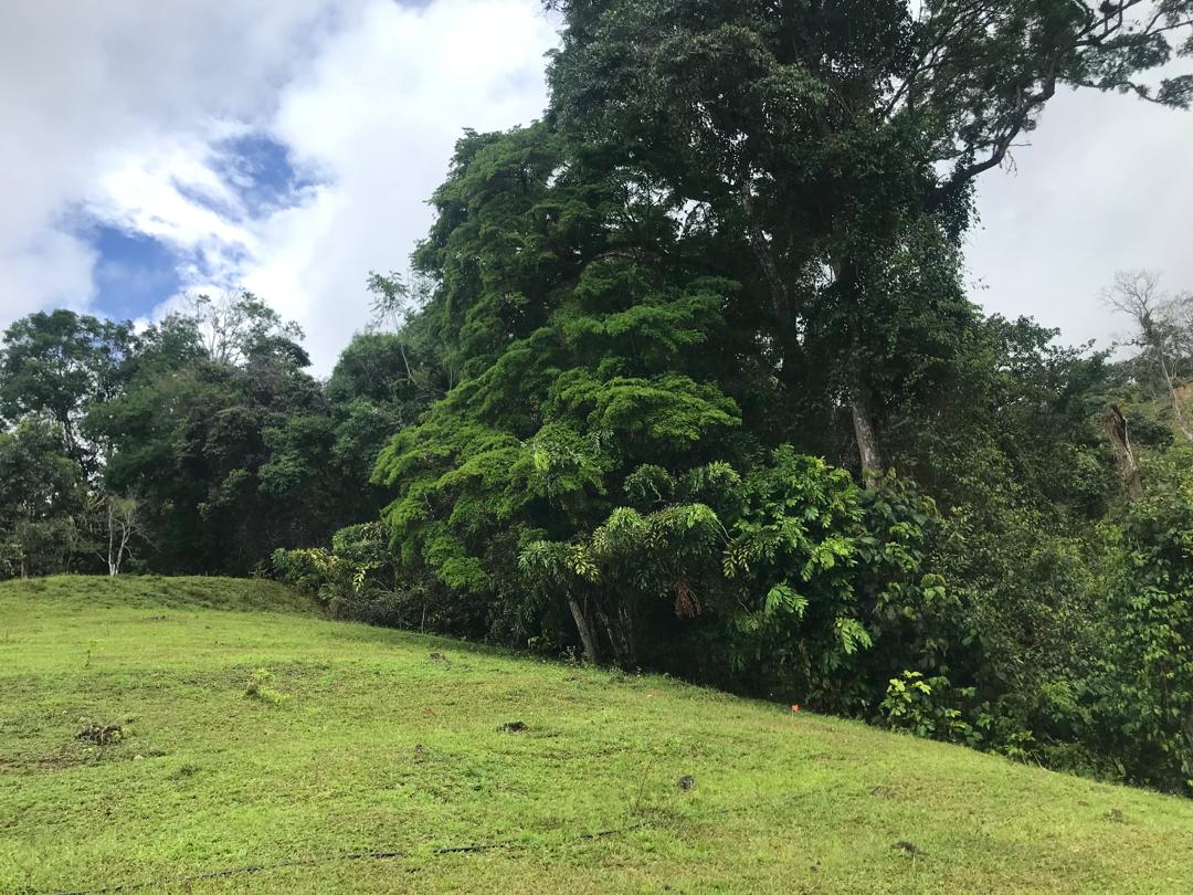 En Caripe, se vende galpón 