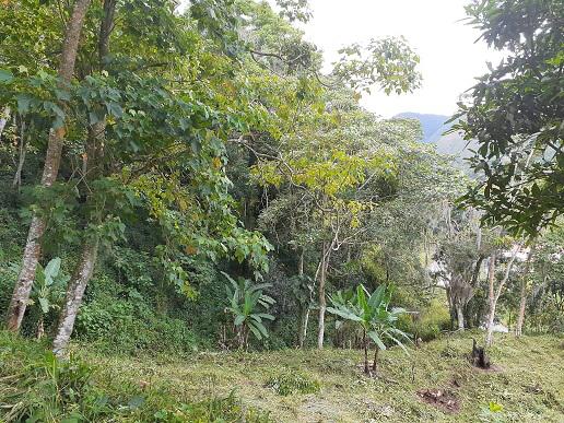 Se vende terreno Sabana de Piedra 