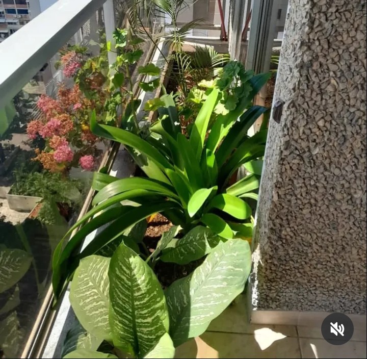 ALQUILO APARTAMENTO EN SEBUCAN