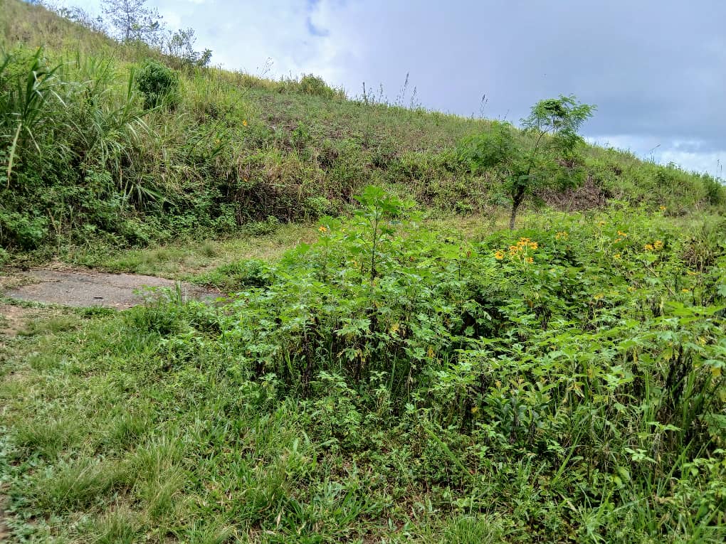 Se vende en Caripe, 2 lotes de terreno 