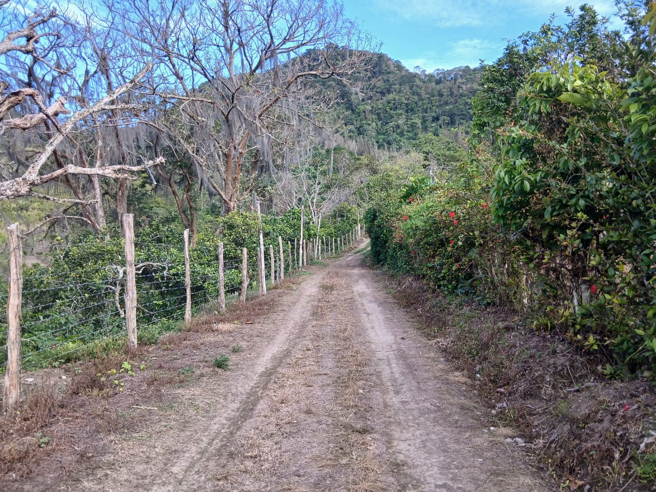 Se vende en Caripe, finca en La Cuchilla
