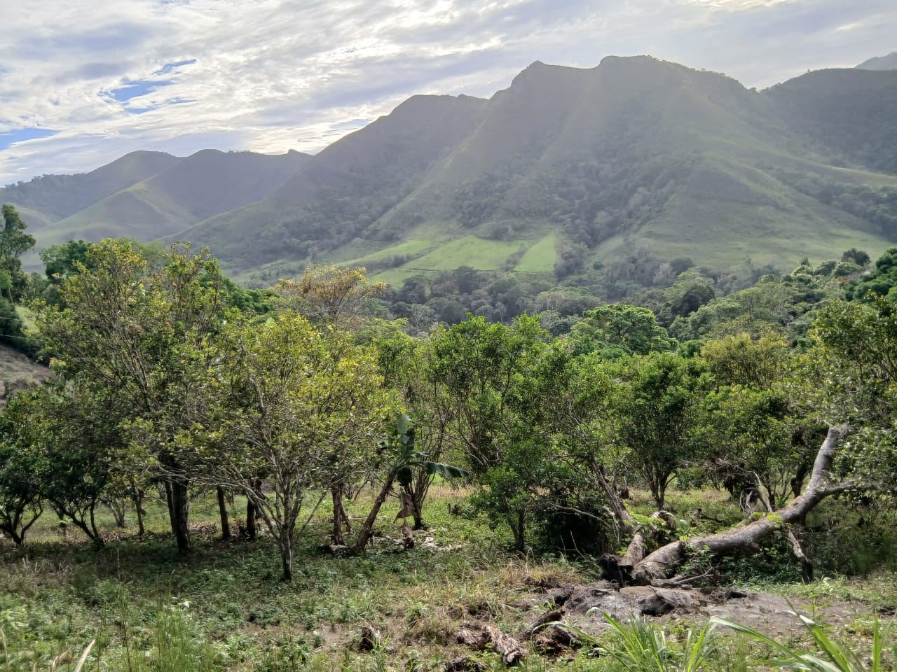 Se vende en Caripe, finca en La Cuchilla