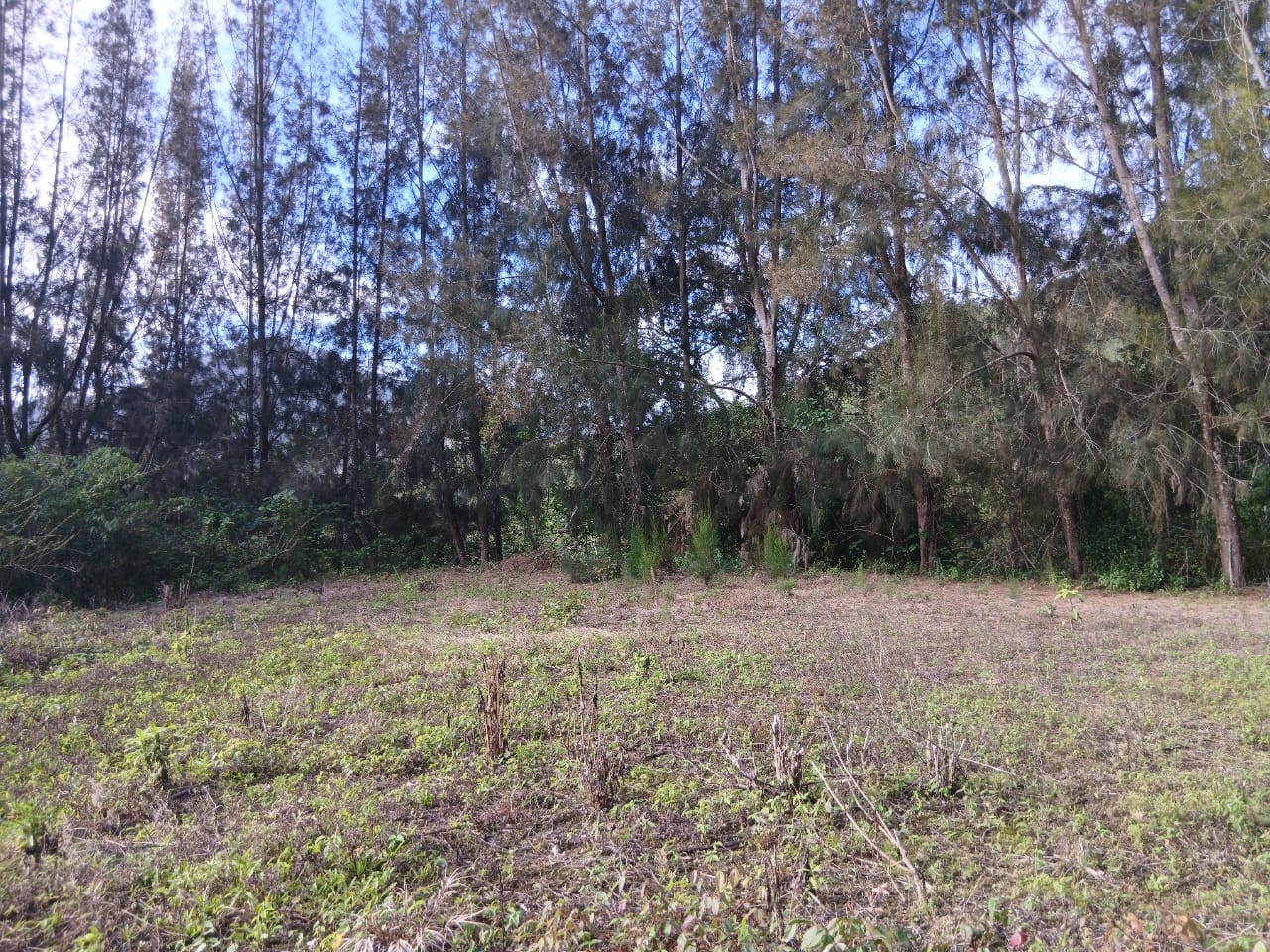 Se vende en Caripe, finca en La Cuchilla