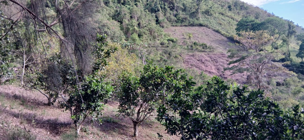 Se vende en Caripe, finca en La Cuchilla