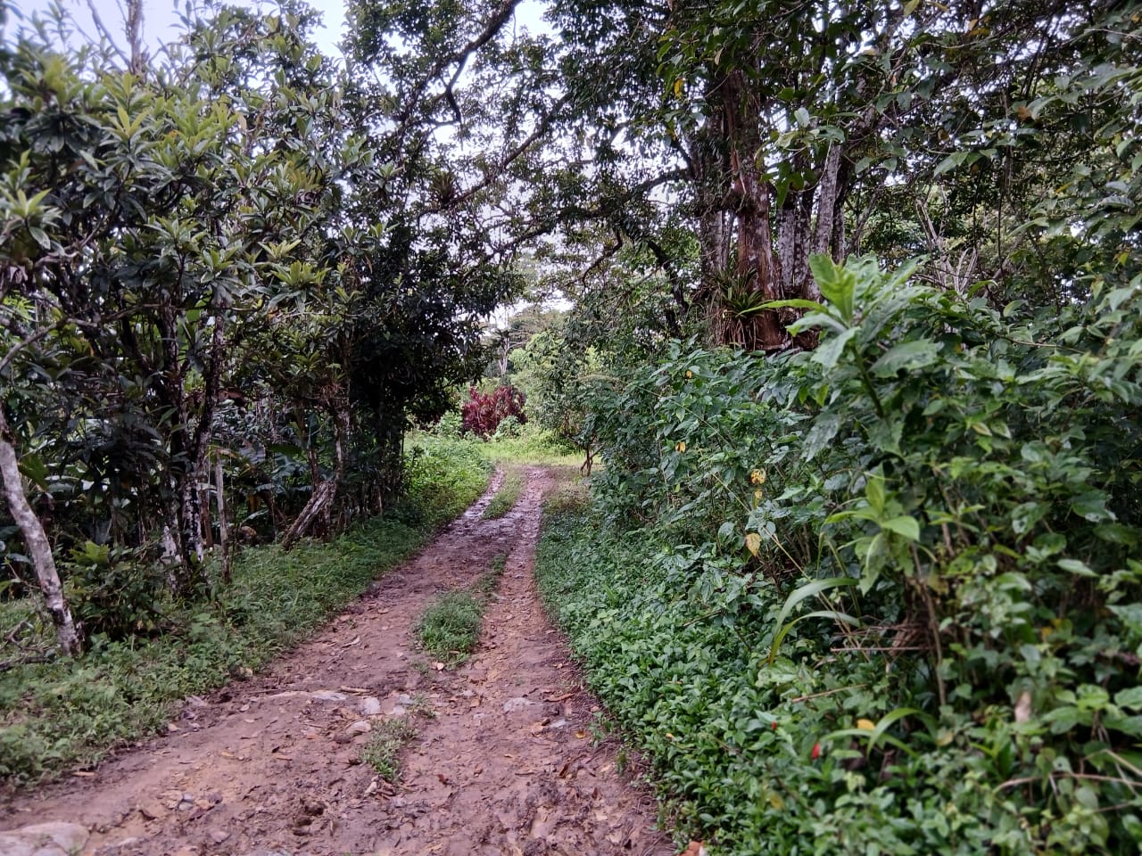 En Caripe, finca de 91,5 HA