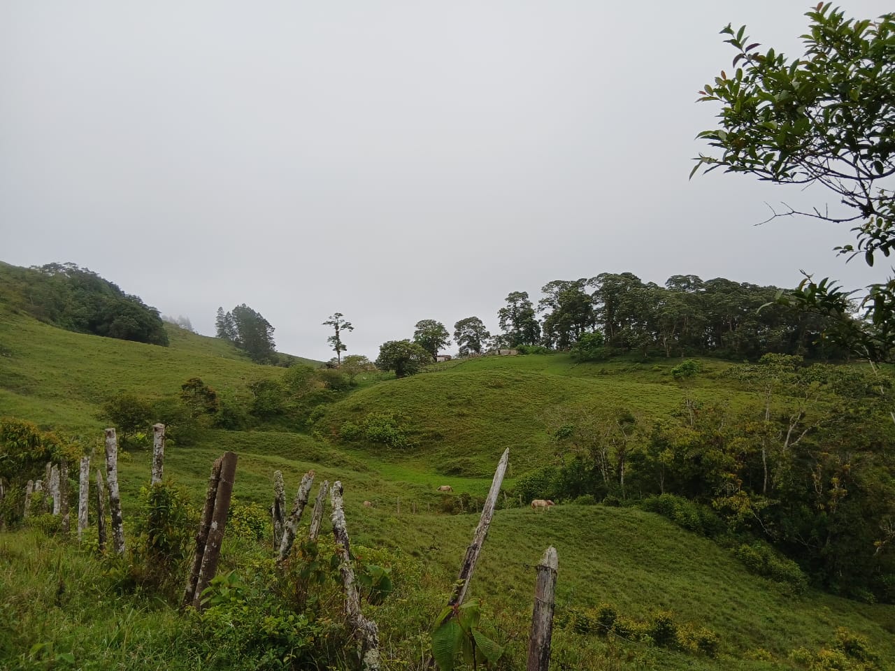 En Caripe, finca de 91,5 HA