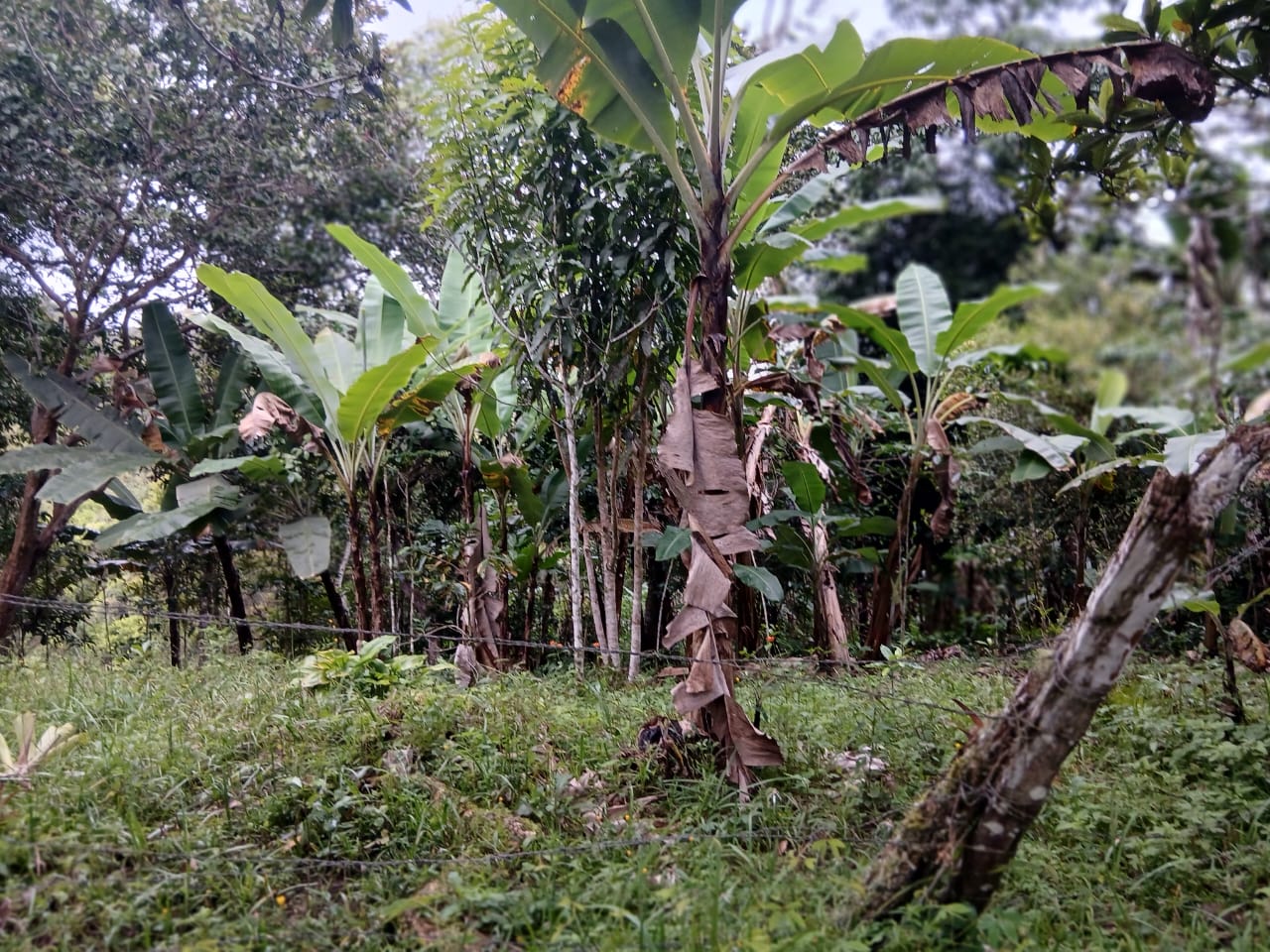 En Caripe, finca de 91,5 HA
