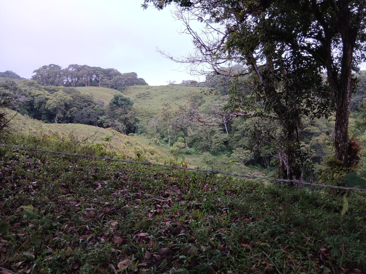 En Caripe, finca de 91,5 HA