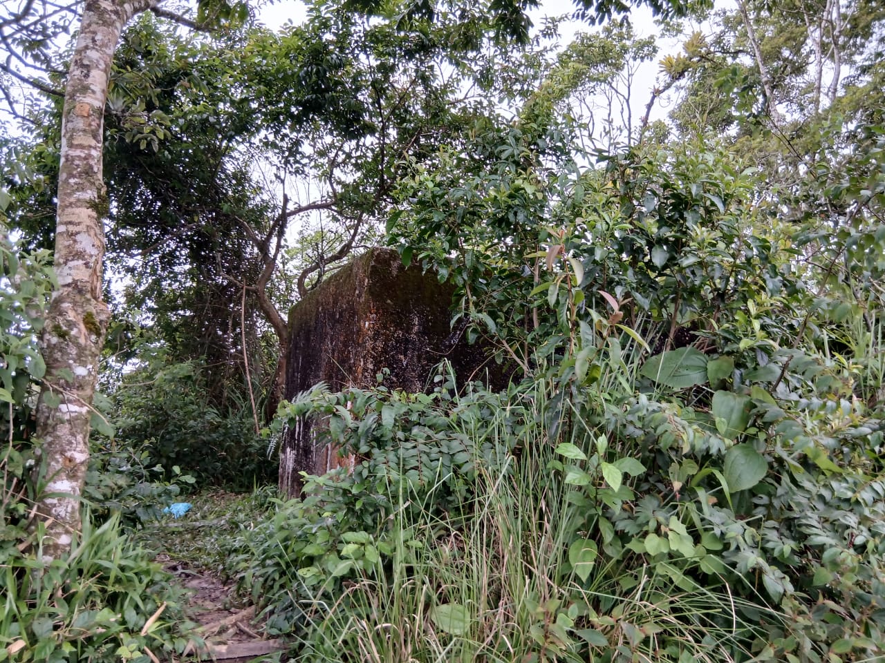 En Caripe, finca de 91,5 HA