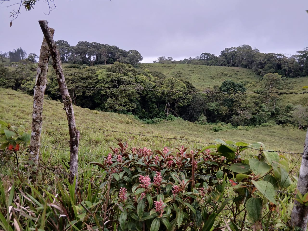 En Caripe, finca de 91,5 HA