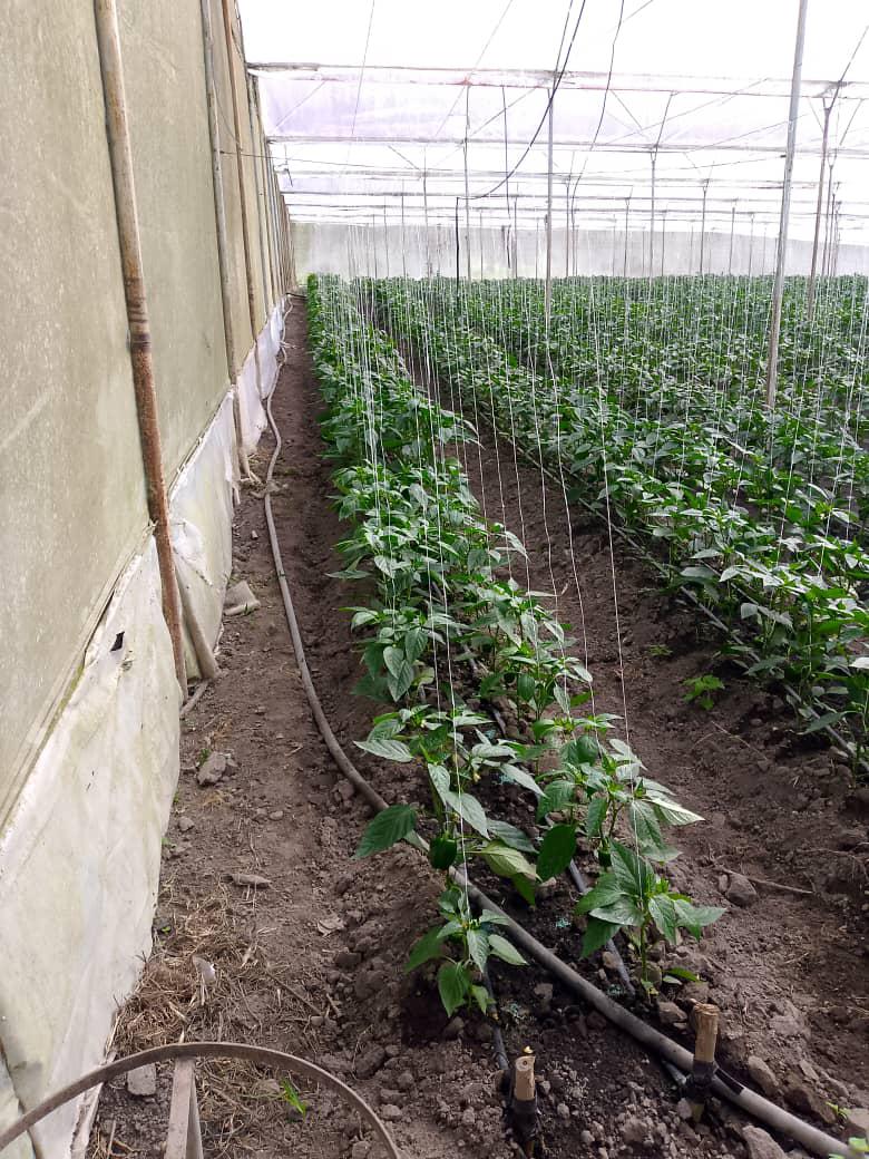 SE VENDE FINCA PRODUCTIVA 