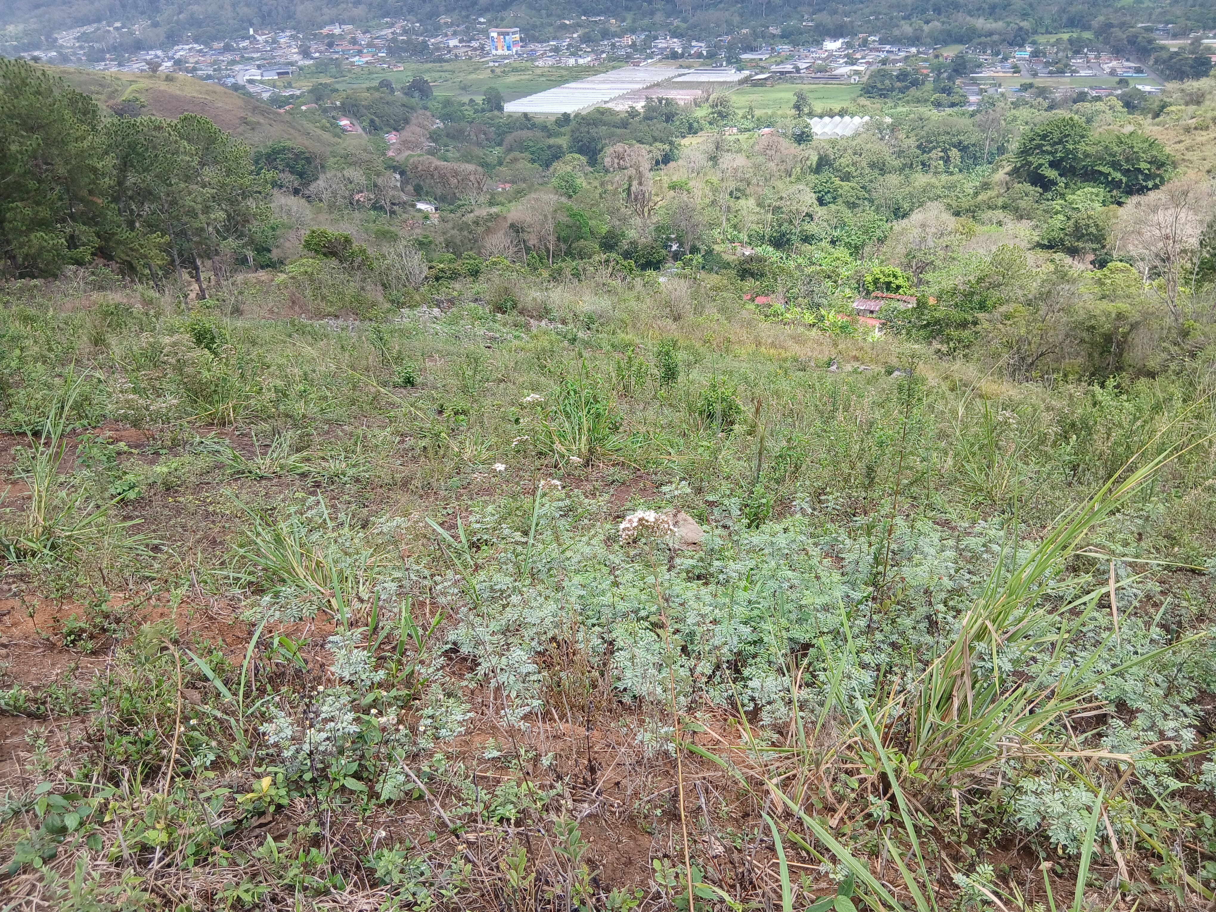Se vende en Caripe, 2 lotes de terreno 