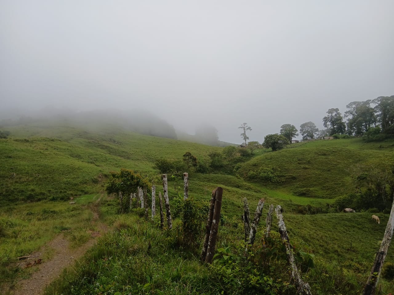 En Caripe, finca de 91,5 HA