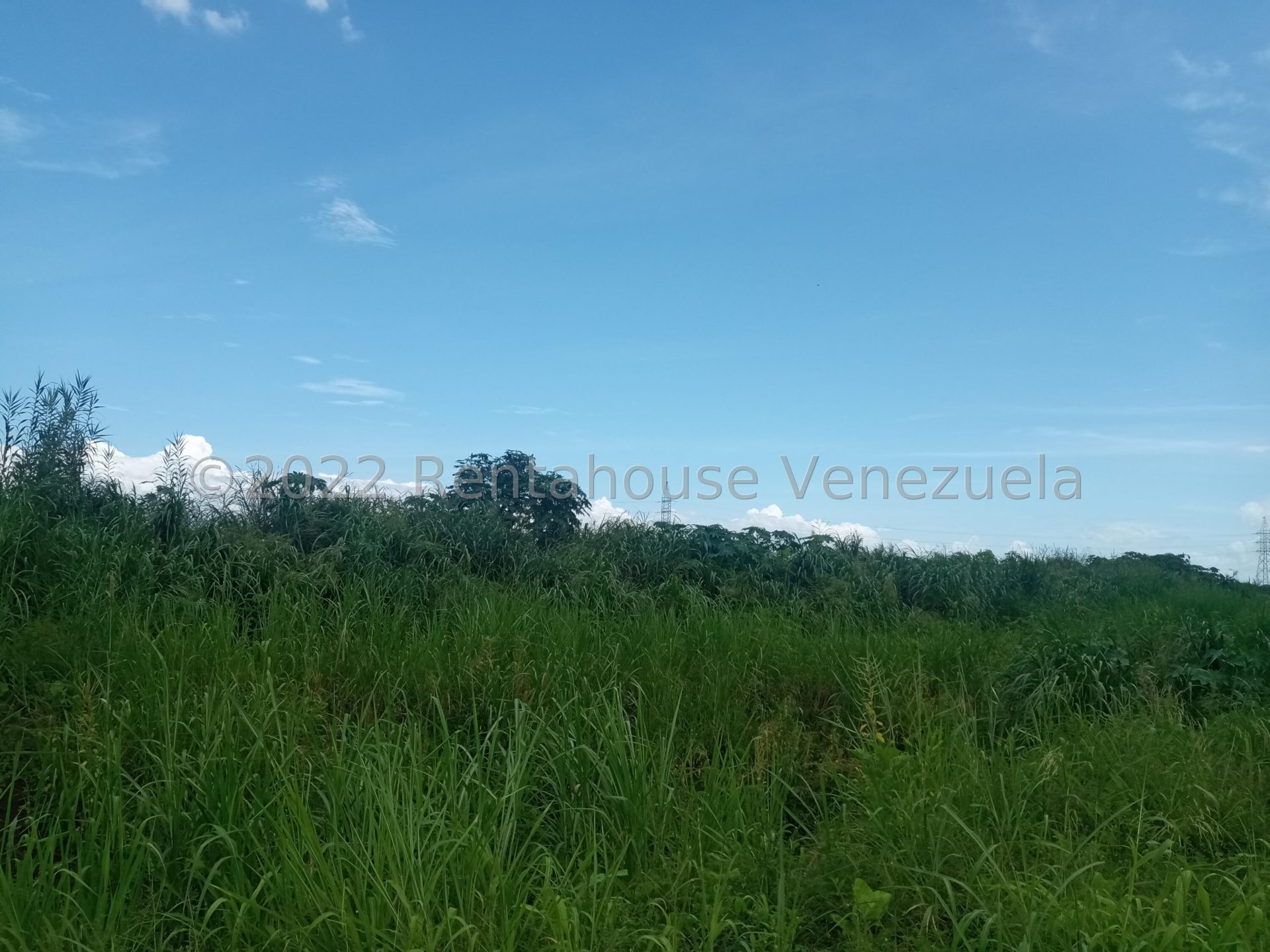 Terreno Flor Amarillo
