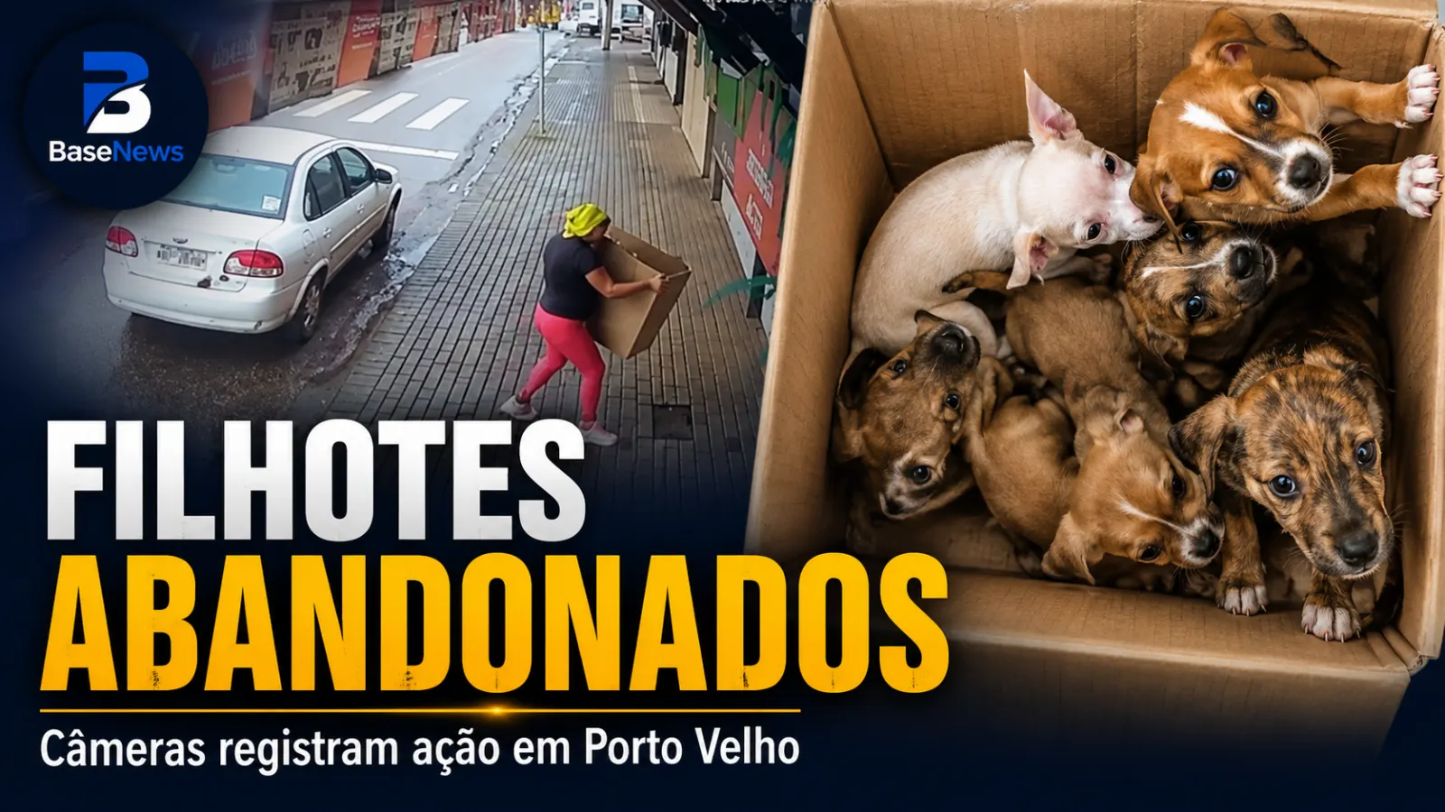 Câmeras registram abandono de filhotes em Porto Velho; animais foram resgatados