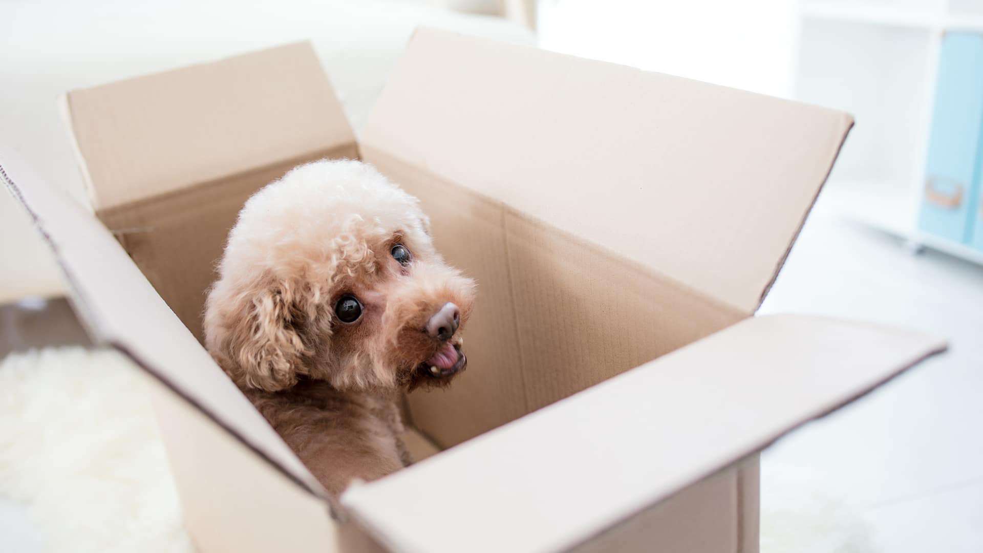 Packing materials Movers Abbotsford