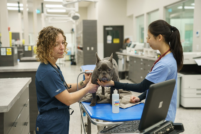 Best Urgent Care for Pets Pet Emergency Services Surrey BC