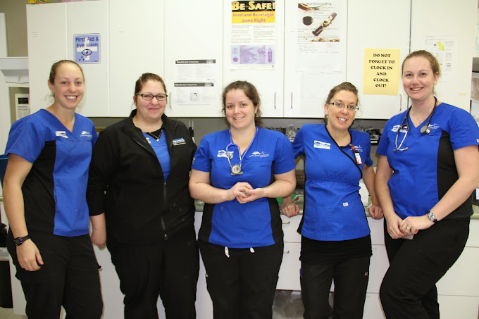 Pet Care for Emergencies Pet Emergency Services Surrey BC