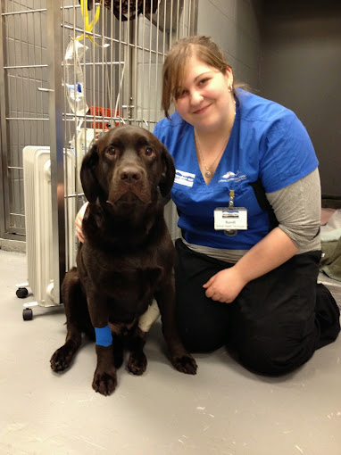 Animal Hospital for Critical Care Pet Emergency Services Surrey BC