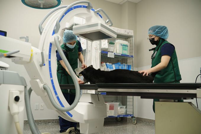 Trauma Care and Diagnostics Surrey Urgent Care for Animals