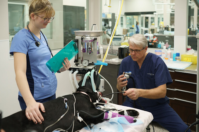Pet Emergency Hospital Critical Care Vet Surrey