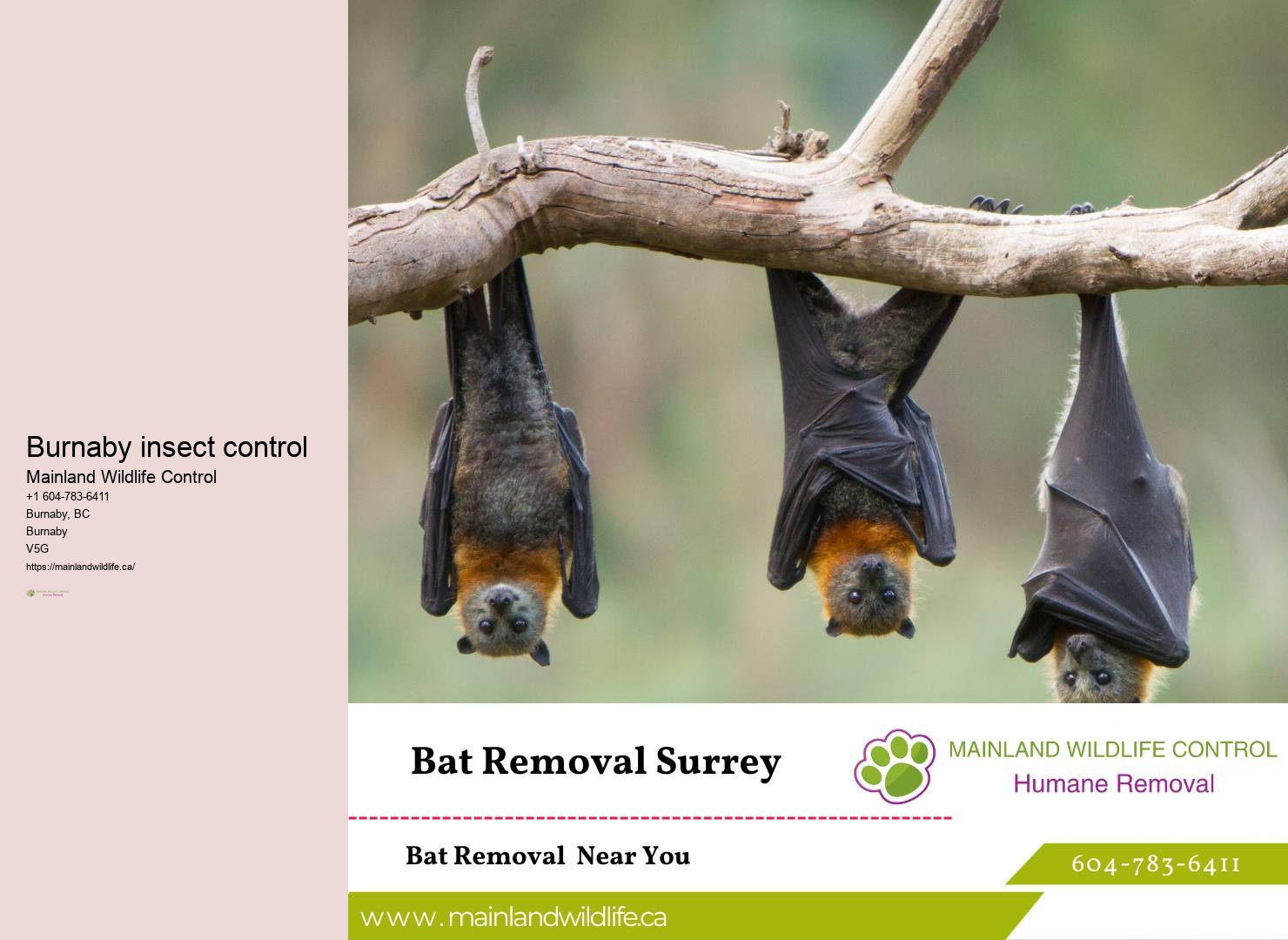 Comprehensive Residential Pest Control Burnaby