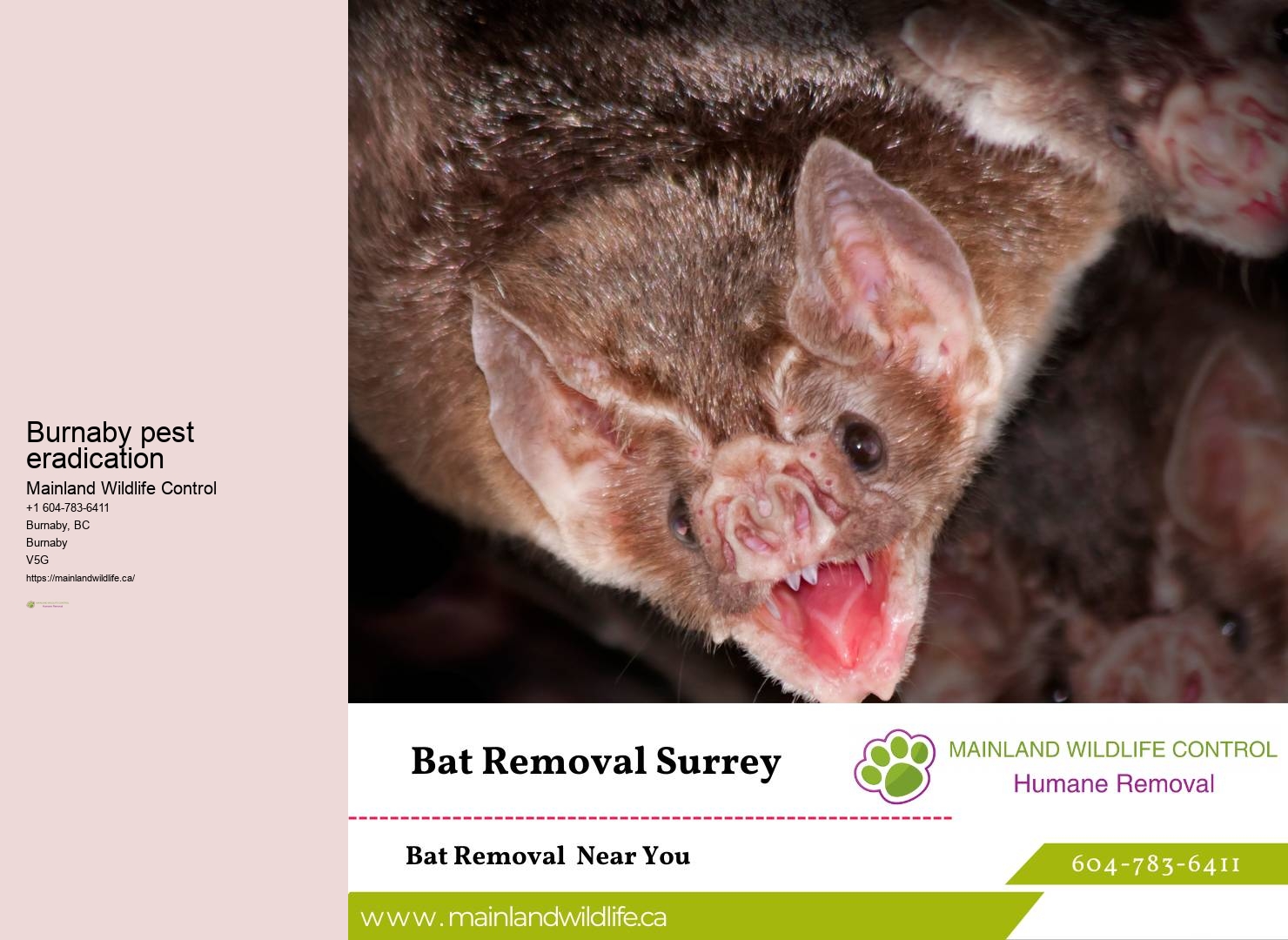 Comprehensive Residential Pest Prevention Burnaby