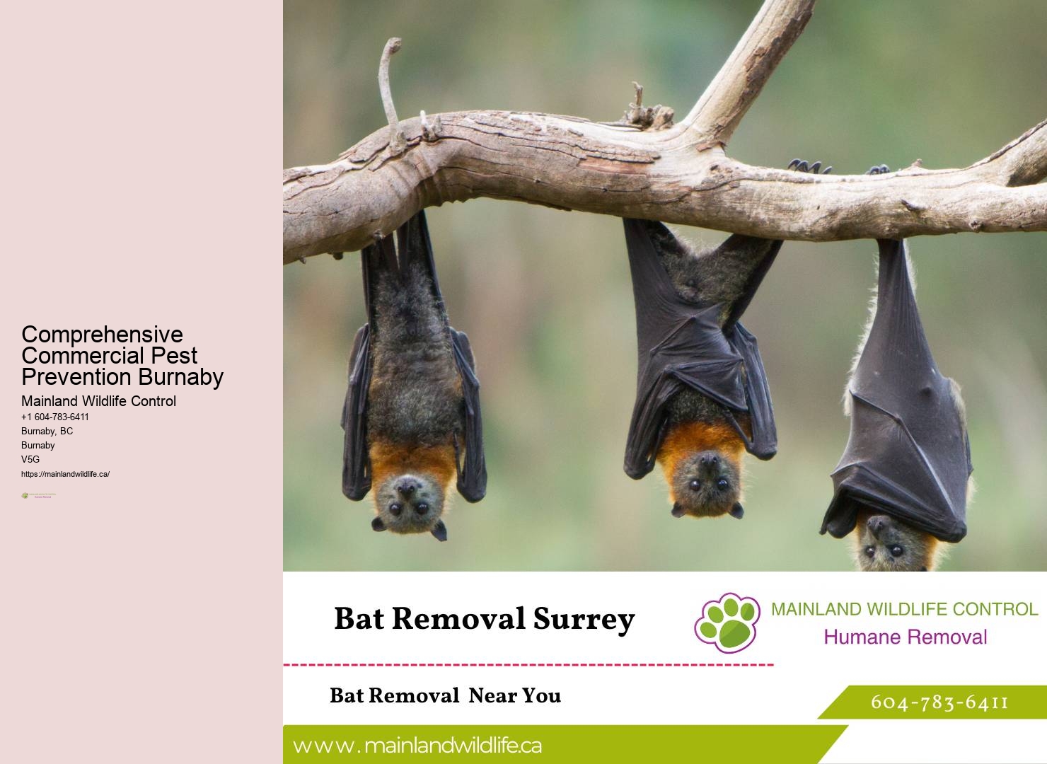 Advanced Residential Pest Extermination Burnaby