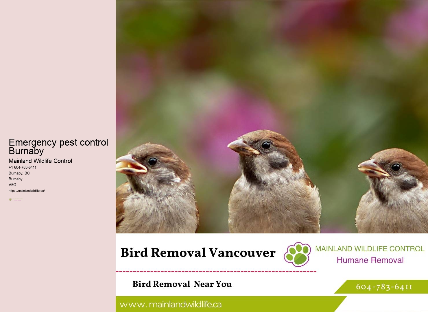 Outstanding Pest Control Performance Burnaby
