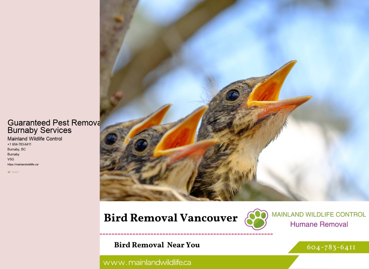 Reliable Residential Pest Eradication Burnaby
