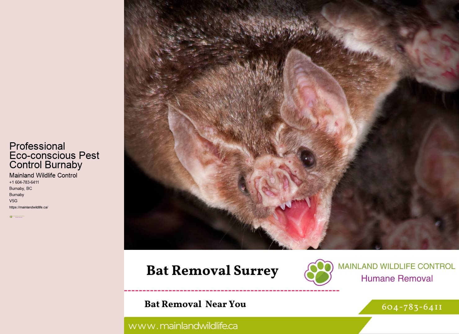 Flea Pest Control Burnaby