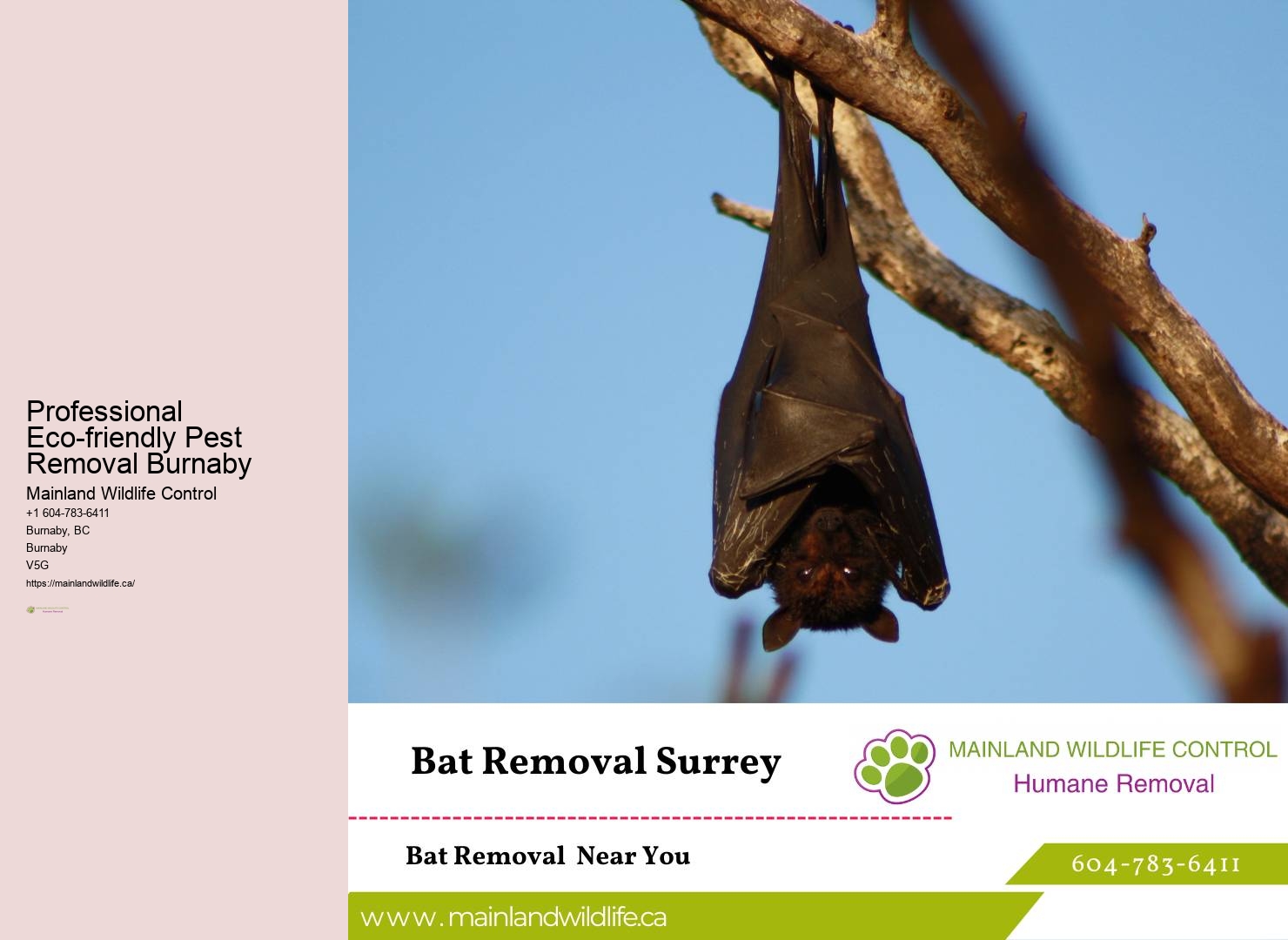 Emergency Pest Control Services Burnaby
