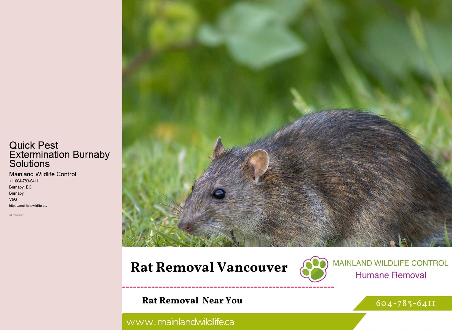 Top-rated Commercial Pest Removal Burnaby