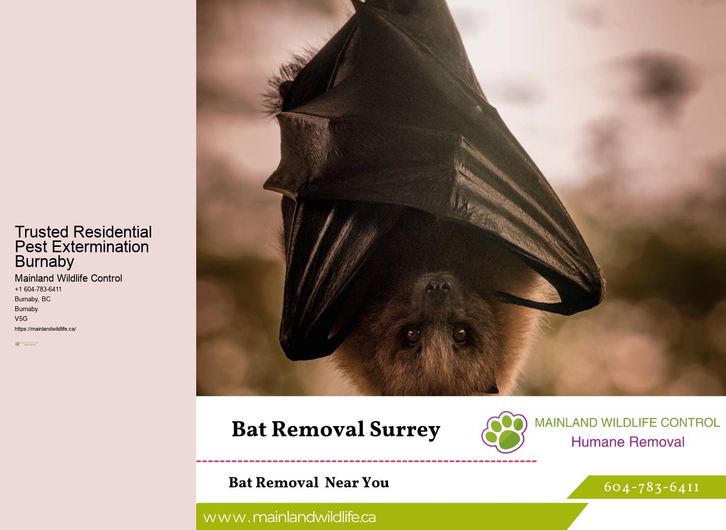 Trusted Eco-conscious Pest Removal Burnaby