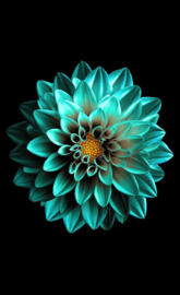 Amoled Flower Amoled