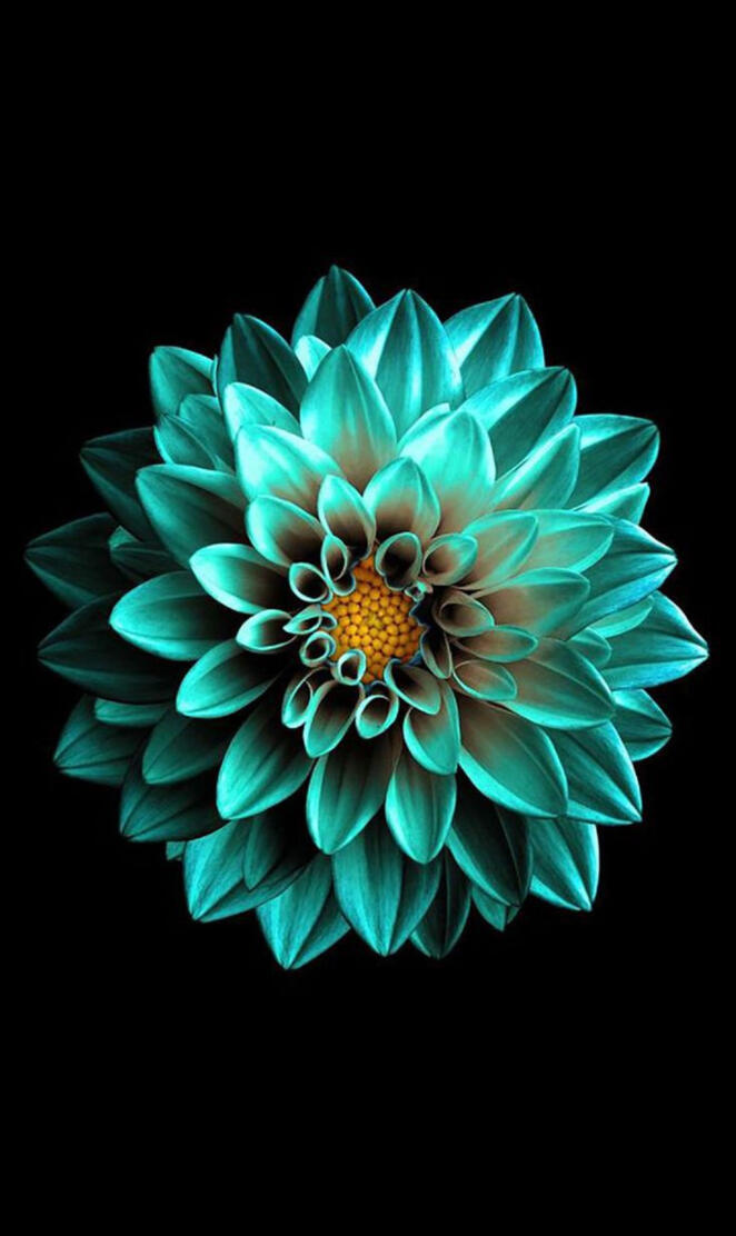 Amoled Flower Amoled