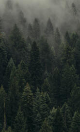 Foggy Forest