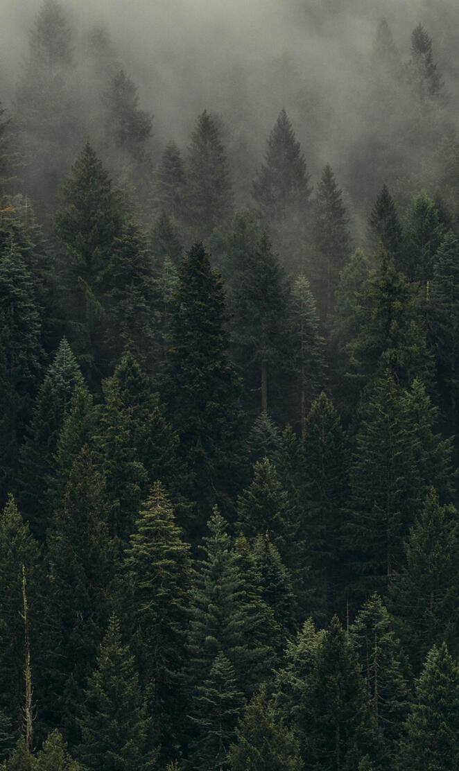 Foggy Forest