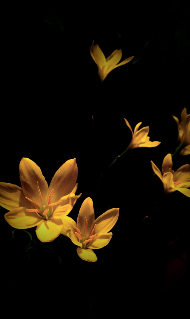 Amoled Flowers