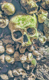 Moss Skull