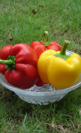 red yellow capsicum