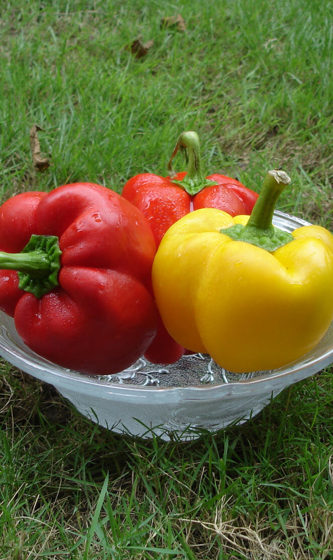 red yellow capsicum