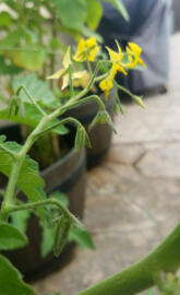 Summer tomatos