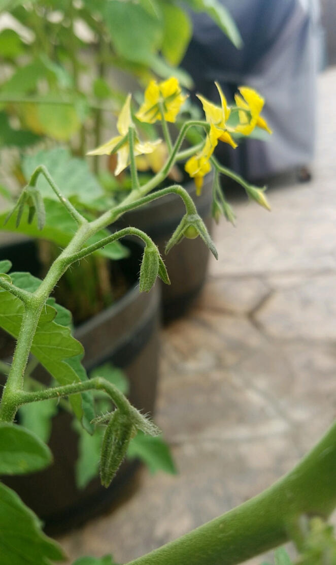 Summer tomatos