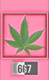 Kazakhstan 667, marihu